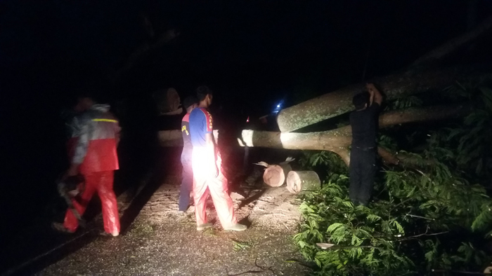 Tim BPBD Kota Bandar Lampung memotong pohon petai cina yang roboh. (Foto: Lampungnews.com/El Shinta)