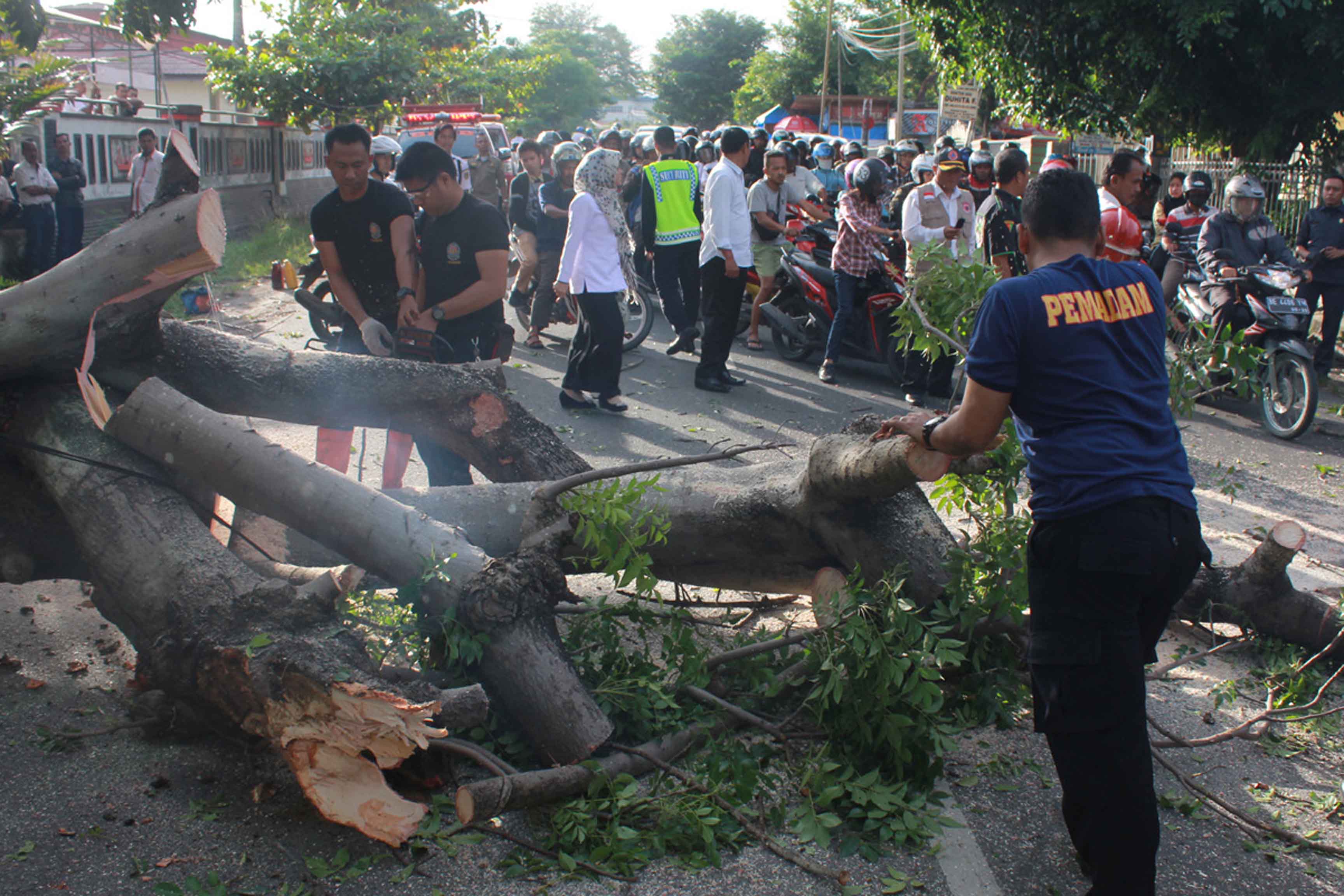 Petugas memotong pohon tumbang yang memicu kemacetan di Jalan Gatot Subroto, Bandarlampung, (Lampungnews/Elshinta)
