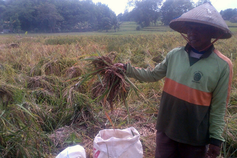 Seorang petani di Kelurahan Pringsewu Selatan, Kecamatan Pringsewu melakukan masa panen. Tanaman padi di wilayah tersebut mayoritas berhasil terselamatkan dari ancaman puso meski kualitas padi hasil panen menurun. (Lampungnews/Anton Nugroz)