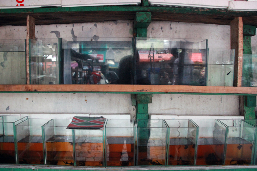 Deretan ikan cupang yang diperjualbelikan di sekitaran Jalan Pemuda. (Lampungnews/El Shinta)