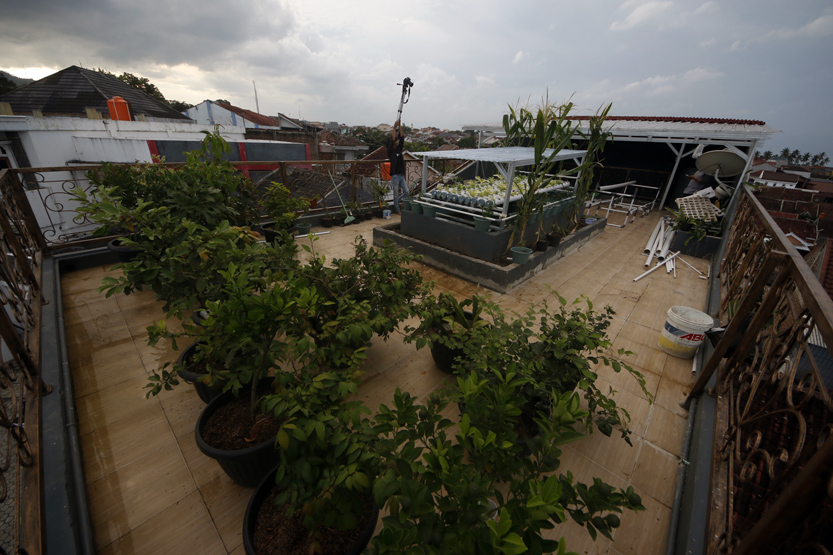Pemanfaatan atap rumah yang kosong menjadi kebun kecil untuk bercocok tanam yang belakangan ini tengah menggeliat di masyarakat perkotaan. (Lampungnews/El Shinta)