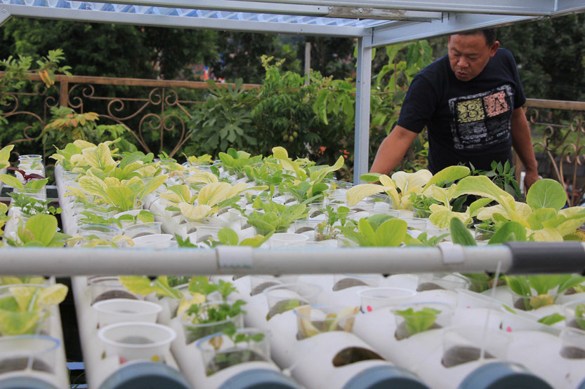 Foto Rooftop Garden Solusi Lahan Tanam Di Perkotaan Lampungnews Com