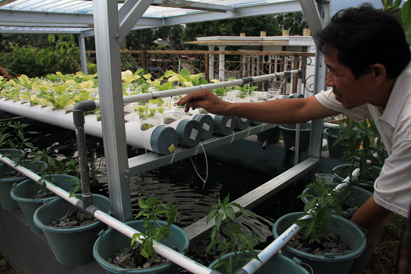 Foto Rooftop Garden Solusi Lahan Tanam Di Perkotaan Lampungnews Com