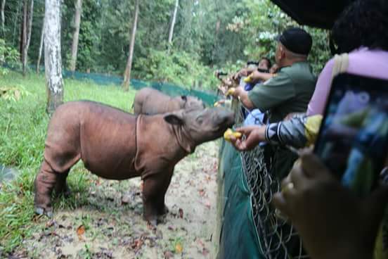 Badak Sumatera di Suaka Rhino Sumatera (SRS) TNWK Lampung Timur ( Dok Humas Pemprov Lampung)