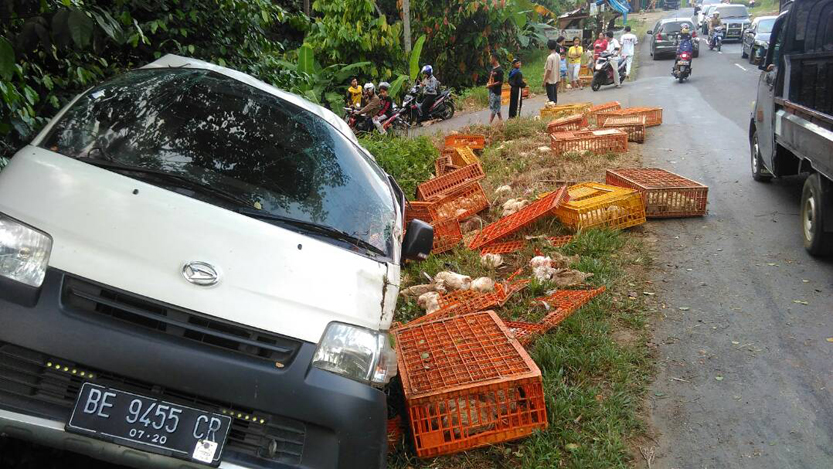 Mobil pengangkut ayam yang terpelosok di selokan. (Lampungnews/Adam)