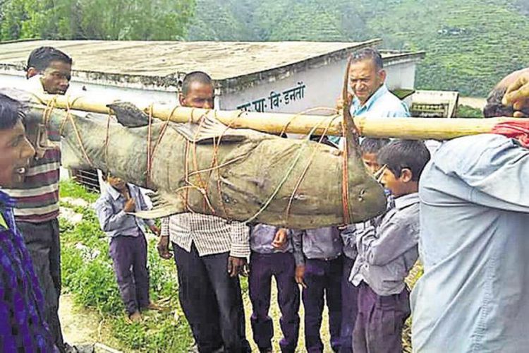 Warga desa mengangkut seekor ikan lele berbobot 125 kilogram yang mereka tangkap di sungai.(Hindustan Times)