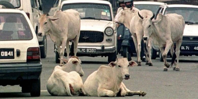 Sapi banyak dijumpai berkeliaran bebas di jalan-jalan raya India.(Daily Mail)