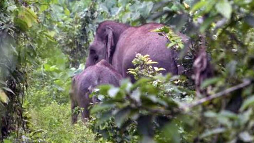 Foto kawanan gajah yang terlihat memasuki ladang warga.
 (tribratanews.polri.go.id)