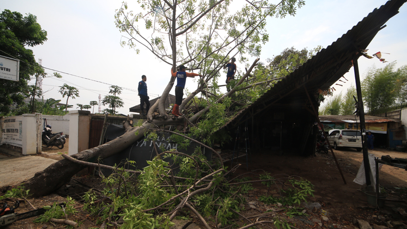 Personel BPBD Kota Bandarlampung memotong batang pohon kedondong yang menimpah bengkel di Jalan Arif Rahman Hakim, Jagabaya III, Wayhalim, Selasa (31/10). (Lampungnews.com/El Shinta)