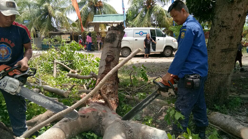 BPBD Kota Bandarlampung mengevakuasi pohon tumbang di Jalan Ahmad Dahlan, Kamis (5/10). (Lampungnews/El Shinta)