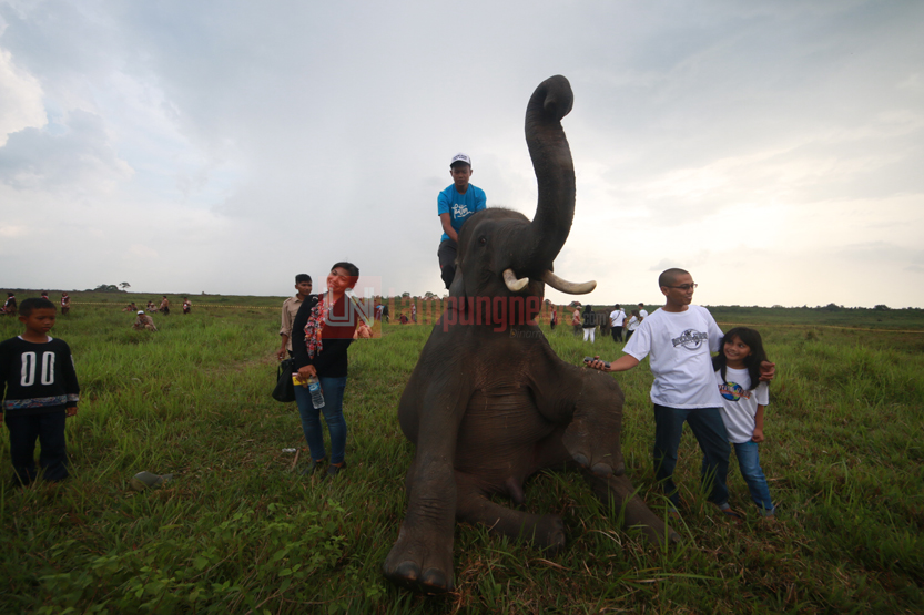 Sejumlah pengunjung berfoto bersama seekor gajah jantan, Toni, yang memberikan atraksi duduk di Pusat Latihan Gajah Taman Nasional Way Kambas, Lampung Timur. (Lampungnews.com/El Shinta)