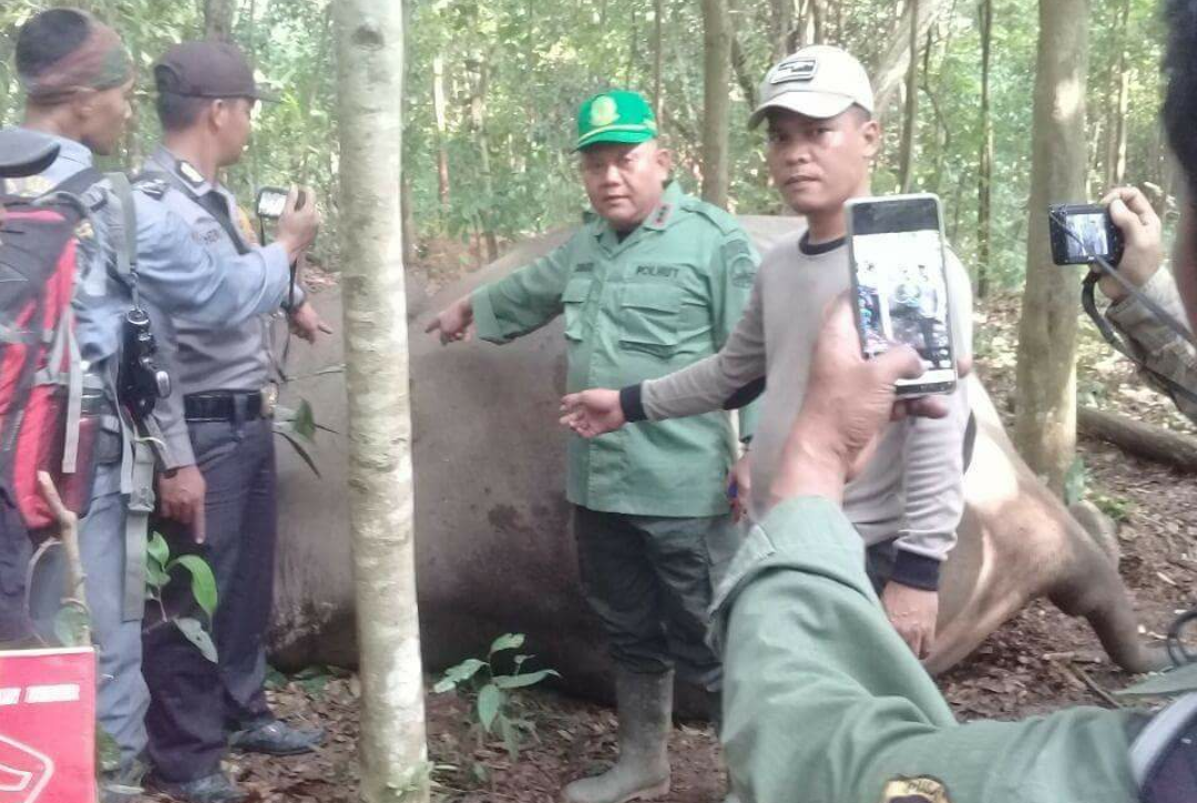 Petugas saat menemukan bangkai gajah liar yang tewas ditembakbpem