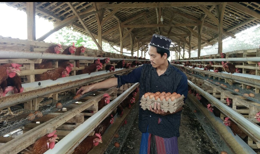 Penanggungjawab BUMP memanen telur hasil budidaya ternak ayam di pondok pesantren.