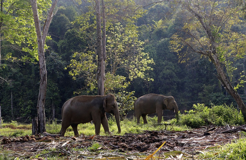 Kawanan Gajah ( Foto : Mongabay Indonesia)